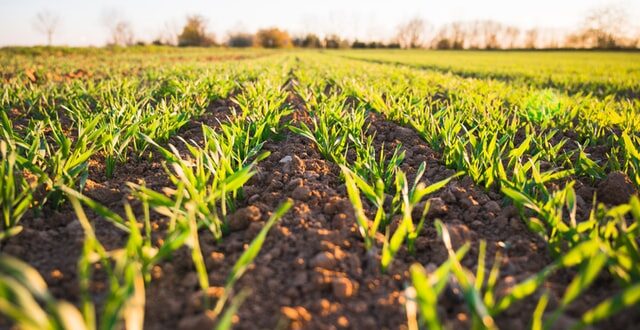 agriculture