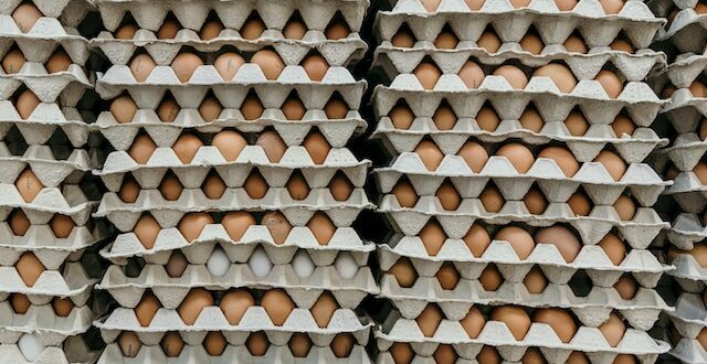 eggs