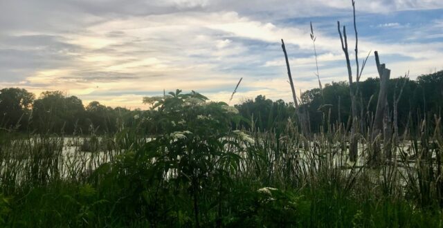 wetlands
