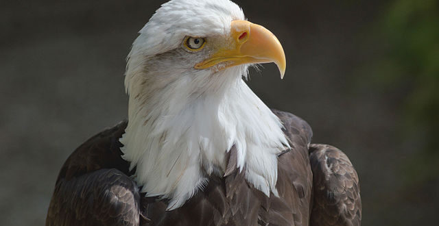 bald eagle