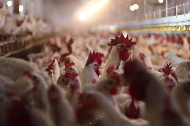 chickens - Poli Alert chickens