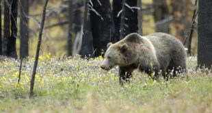grizzly bear