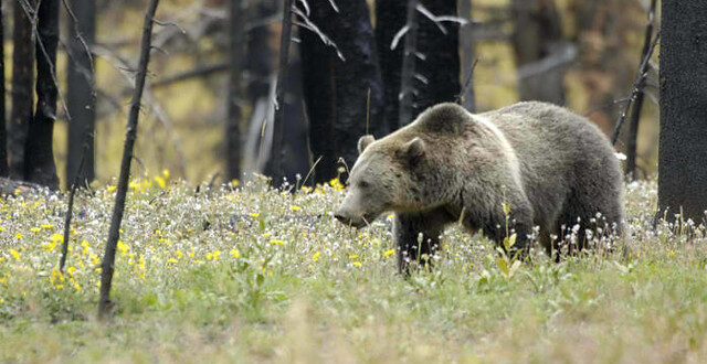 grizzly bear
